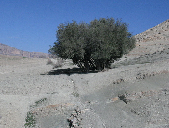 درختان کهن‌سال زیتون روستای وره‌زرد لرستان به ثبت آثار ملی رسیدند