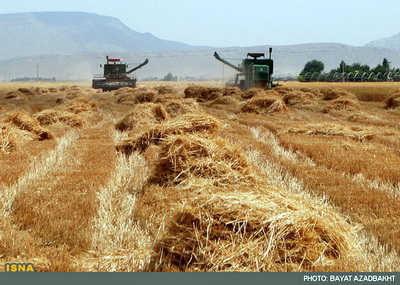 چالش‌های زراعت گندم در انبار غله استان لرستان