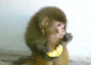 کشف و ضبط یک قلاده میمون از متخلفان زیست محیطی در پل‌دختر