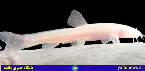 گونه جدیدی از ماهیان کور غار در لرستان شناسائی شد