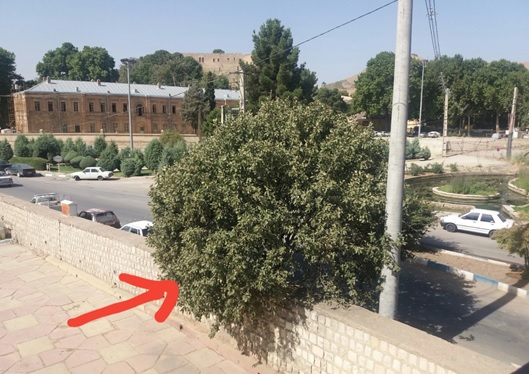 جای خالی "دارِ بَلی" در فضای سبز شهر خرم‌آباد