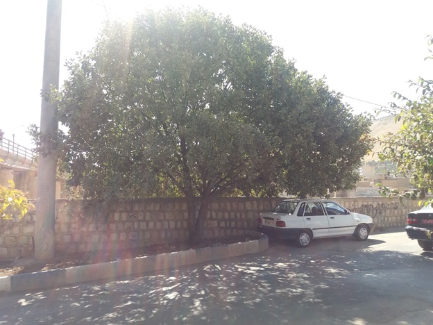 جای خالی "دارِ بَلی" در فضای سبز شهر خرم‌آباد