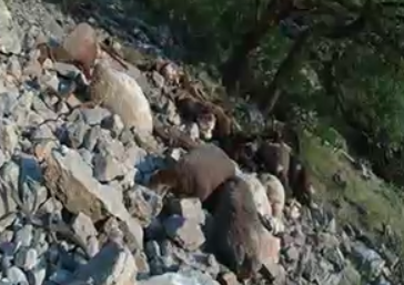 غوغای سلطان صخره‌ها در سفیدکوه خرم‌آباد