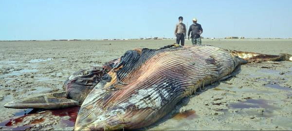 لاشه نهنگ عظیم‌الجثه در سواحل خوزستان + عكس