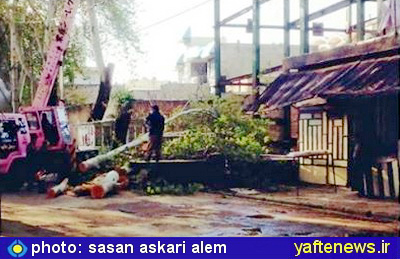 قطع درختان خرم‌آباد توسط برج سازها - يافته