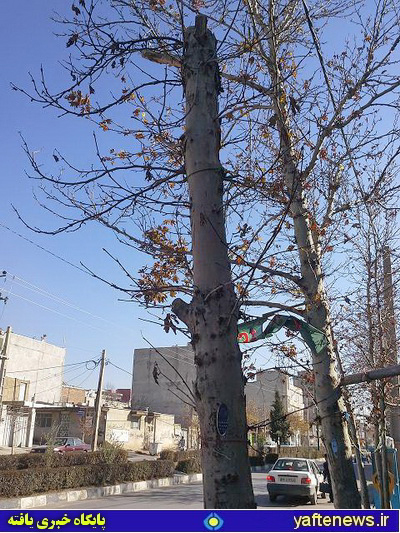 گزارش تصويري: قطع مداوم درختان بي‌گناه خرم‌آباد در سكوت مسوولان