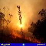 خطاب به استاندار لرستان: خطر آتش‌سوزی در کمین جنگل‌های لرستان است