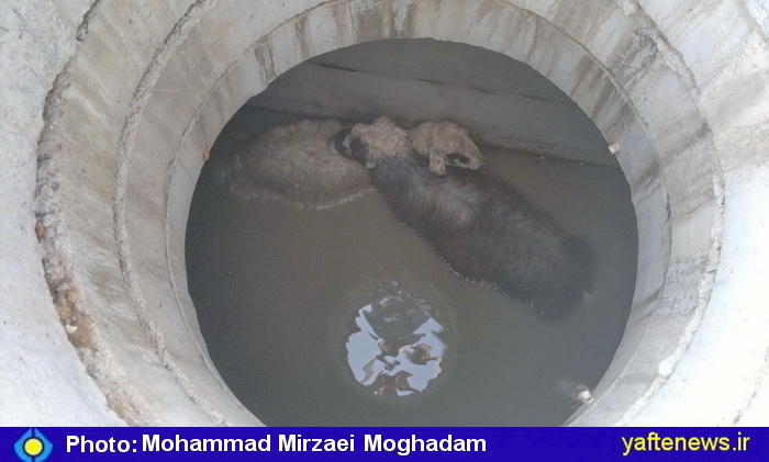 نجات دو رأس گوسفند از چاه فاضلاب در خرم‌آباد + عكس