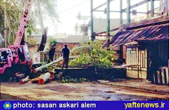 گزارش تصويري: قطع مداوم درختان بي‌گناه خرم‌آباد در سكوت مسوولان